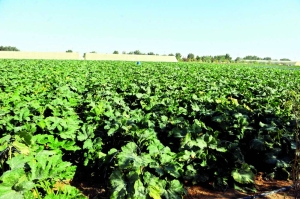 Local farms facing challenges exporting surplus production - Vimarsana News