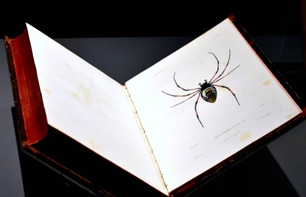 The golden orb-weaver spiders found in Madagascar. 