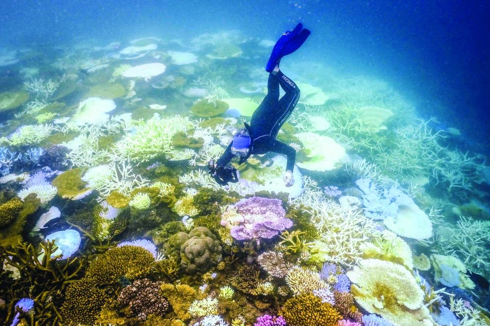 
Marine biologist Anne Hoggett snorkels to inspect and record bleached and dead coral around Lizard Island on the Great Barrier Reef, located 270km north of the city of Cairns. (AFP) 
