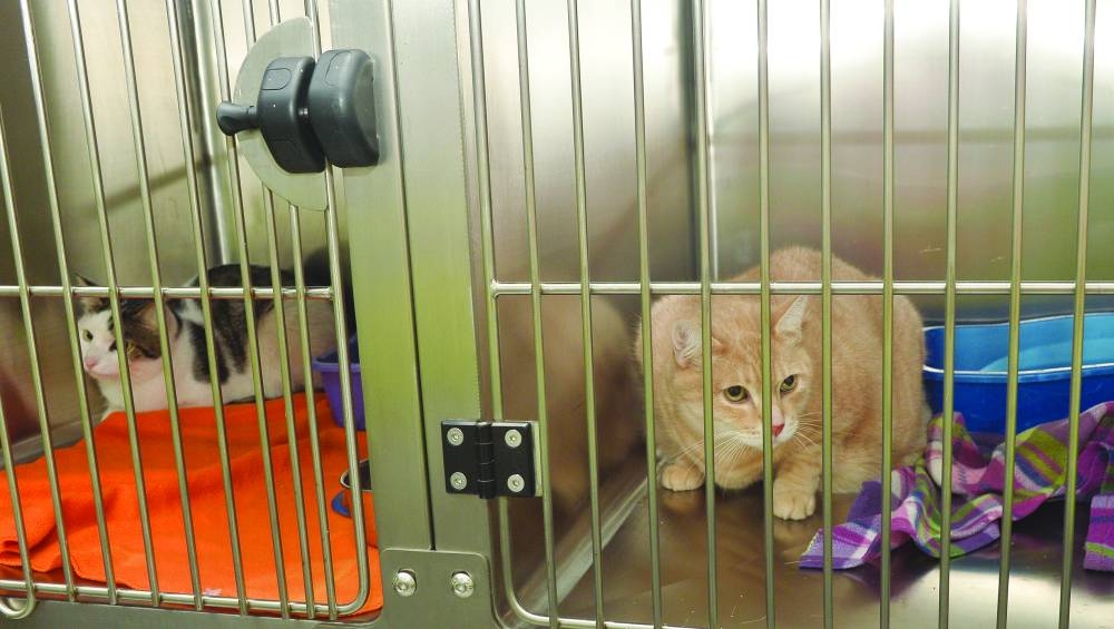 INSIDE PAGE PIC - Cat kennels at Qatar Airways Cargo's Animal Centre, 