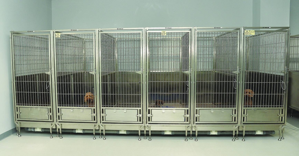 INSIDE PAGE PIC - Qatar Airways Cargo's Animal Centre has 140 dog kennels and 40 cat kennels.
