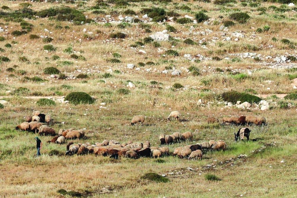 
An Israeli settler wearing the traditional garb of Palestinian farmers, accompanies a flock of sheep on a hilltop near the Palestinian village of Deir Jarir, east of the occupied West Bank city of Ramallah. 