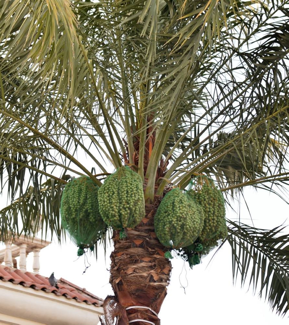 ​​​​​​​PICTURE: Shaji Kayamkulam