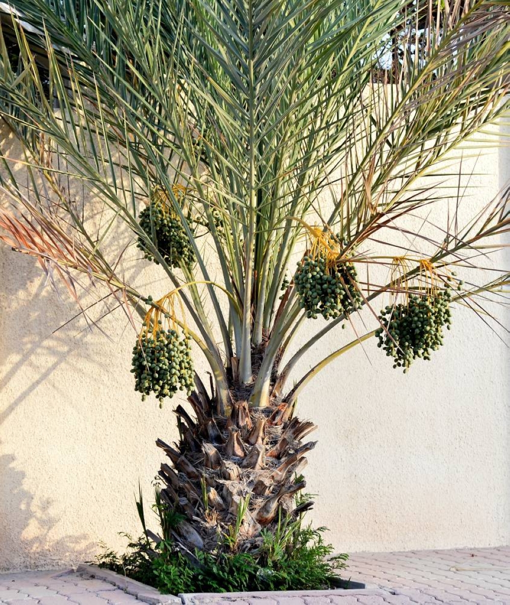 ​​​​​​​PICTURE: Shaji Kayamkulam