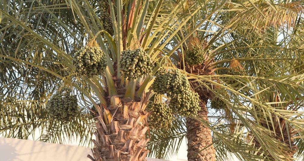 ​​​​​​​PICTURE: Shaji Kayamkulam