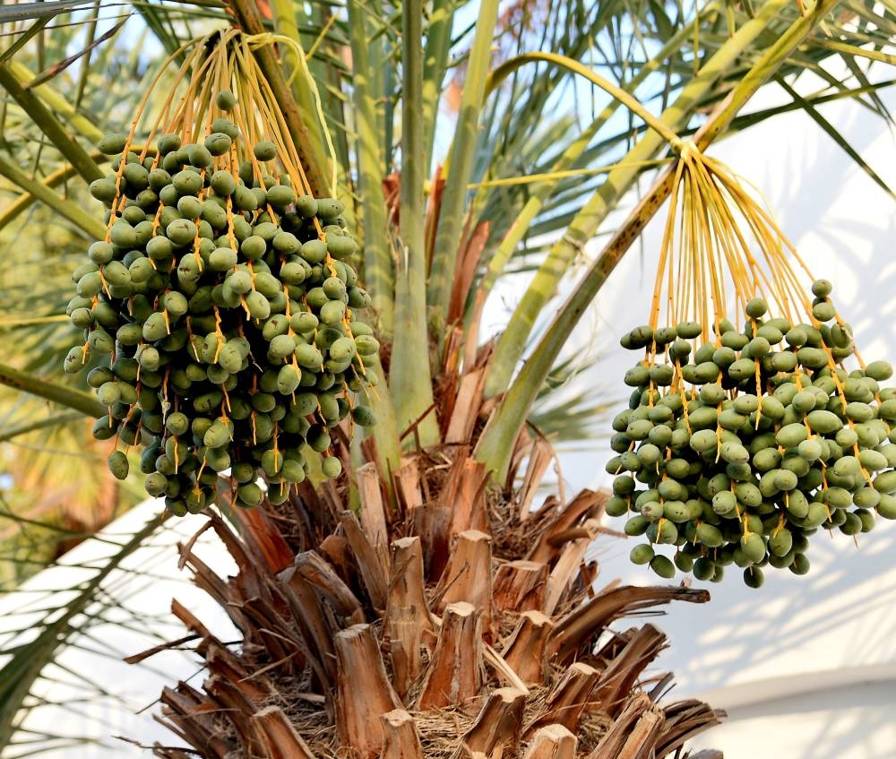 ​​​​​​​PICTURE: Shaji Kayamkulam