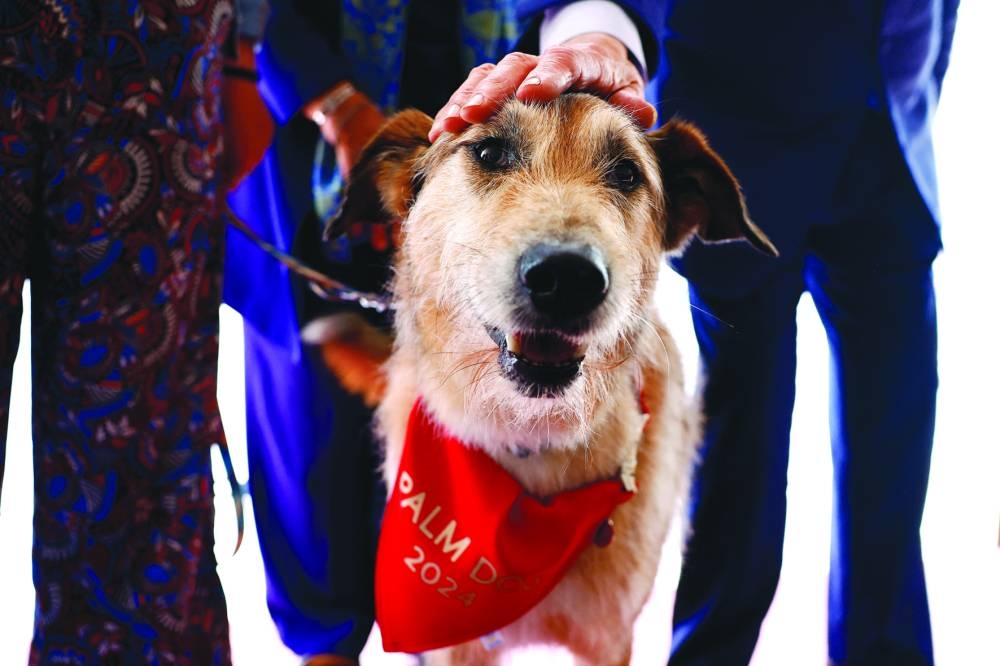 
Kodi, the dog of the film Le proces du chien (Dog on Trial). 