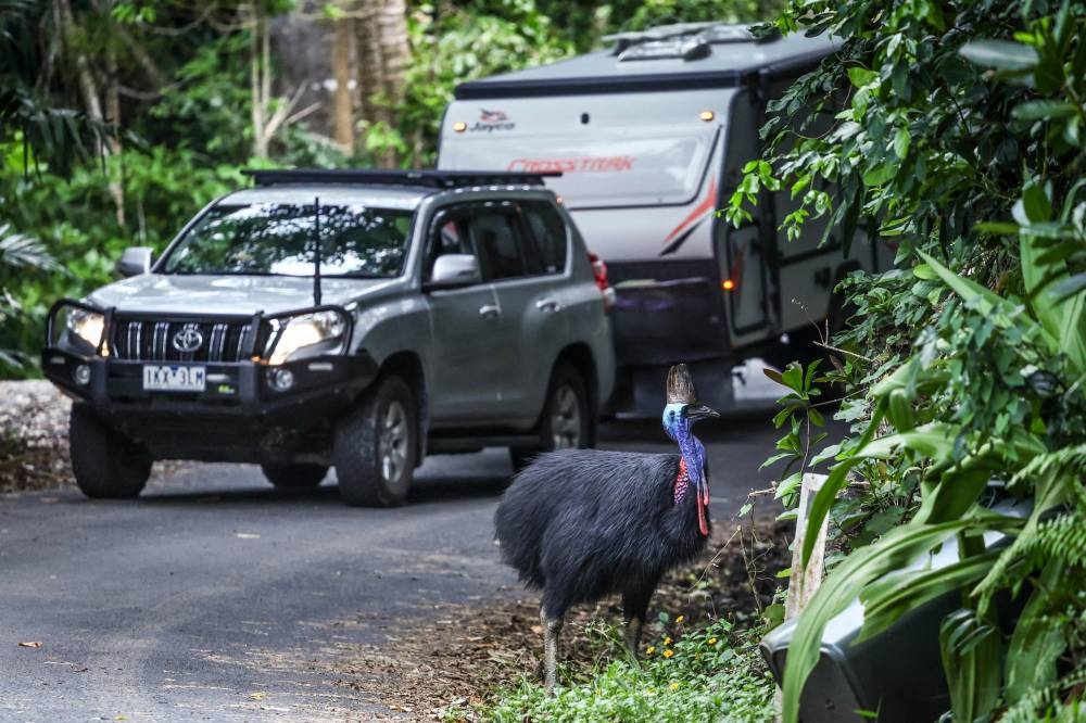 A cassowary bird stands next to a road that passes through the township of Etty Bay, located in the Cassowary Coast region of North Queensland, south of Cairns.