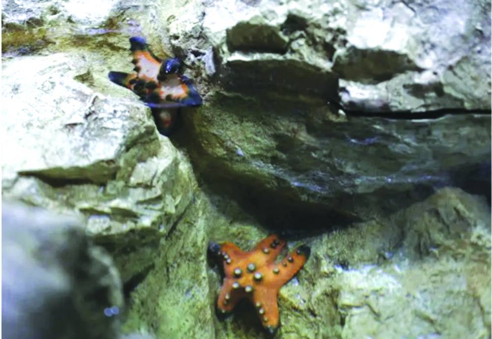 Hamad Port Visitors Centre and Aquarium.