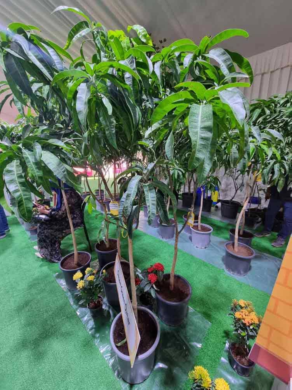 The 10-day event also features mango saplings, providing an opportunity to introduce people to the entire process of mango cultivation. PICTURE: Joey Aguilar