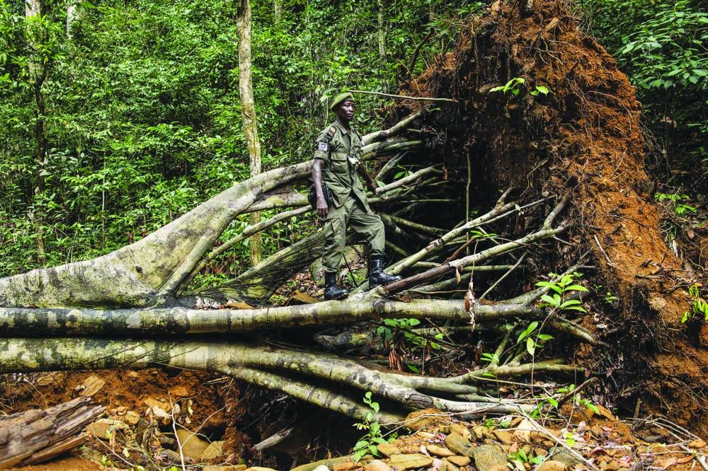 A National Protected Area Authority (NPAA) forest ranger stands in a fallen tree at an illegal logging and gold mining site in Kambui forest reserve outside Kenema, Sierra Leone.