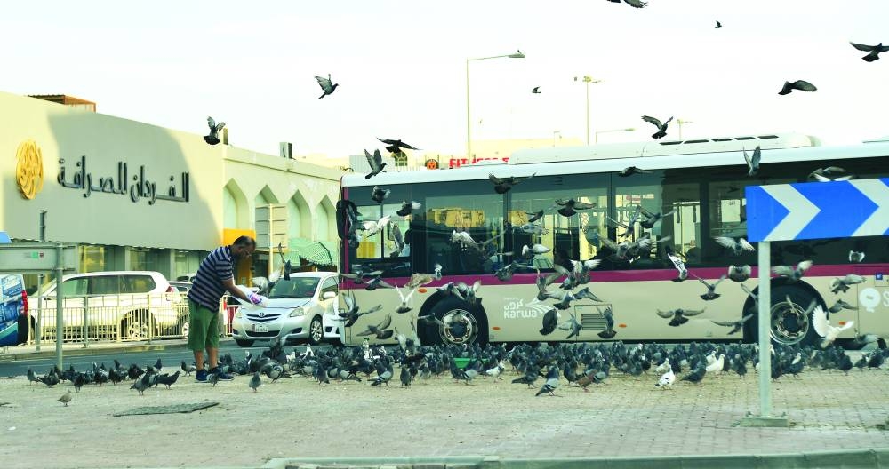 
A man feeds a flock of pigeons along Najma Street. 