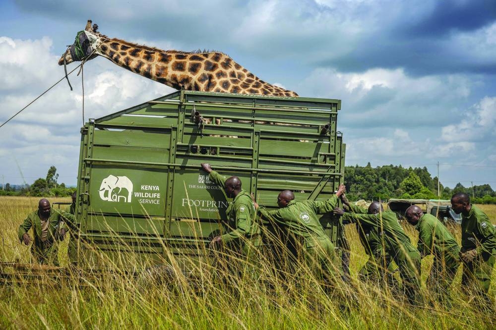 Members of the Kenya Wildlife Service (KWS) push a trailer containing a giraffe that has been blindfolded during a translocation exercise for wild giraffes in a farm near Eldoret.