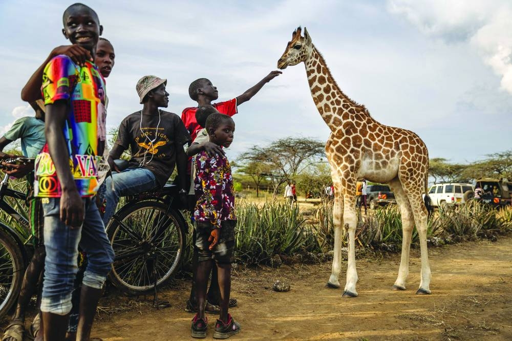 A boy touches a baby giraffe roaming at the community celebrations to honour the arrival of several wild giraffes as part of a wildlife translocation exercise in Ruko Conservancy, on July 7, 2024. In western Kenya, wild giraffes are being relocated to the Ruko Conservancy to keep fostering peace between the historically clashing Pokot and Ilchamus communities. Since the first giraffes' arrival to the reserve in 2011, poaching has ceased, and community relations have improved, creating jobs and regional stability. Before the giraffes arrival, an intercommunal welcoming ceremony with dancing and singing is held for them, an inconceivable scene in the mid-2000s. (Photo by LUIS TATO / AFP)
