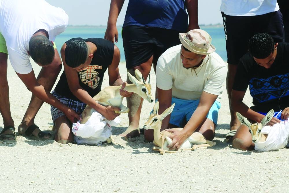 Local NGO activists from Bessida, hold three of the eight Rhim gazelles wrapped in protective blankets as they are made ready for release on Farwa Island, off the Libyan coast of Abu Kammash, some 20km west of the Tunisian border.
