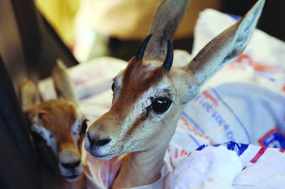 A recent photo shows two of the eight Rhim gazelles wrapped in protective blankets wait to be transported on a short boat ride to Farwa Island, off the Libyan coast of Abu Kammash, some 20km west of the Tunisian border. 