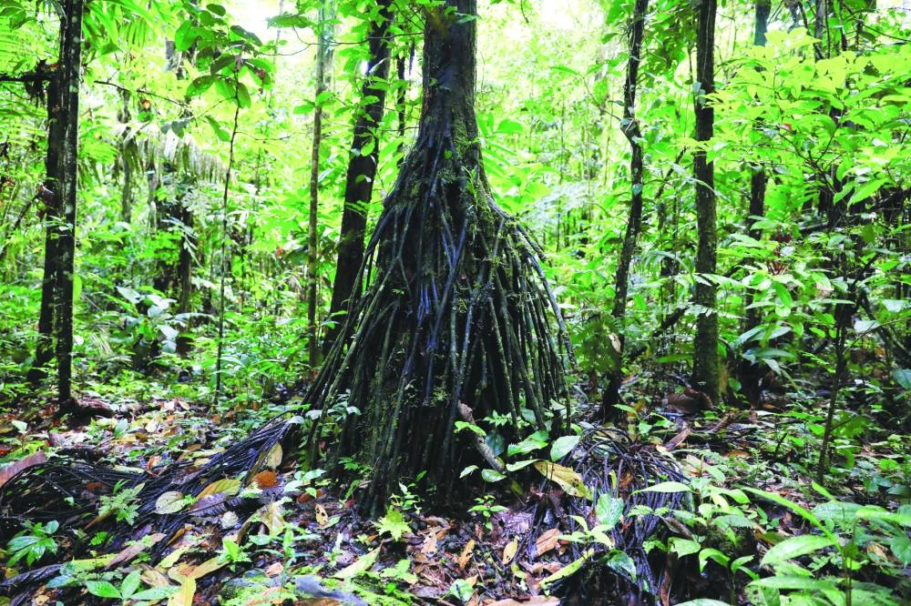 
A view of the Amazon rainforest at Yasuni National Park in the Pastaza province, in Ecuador. 