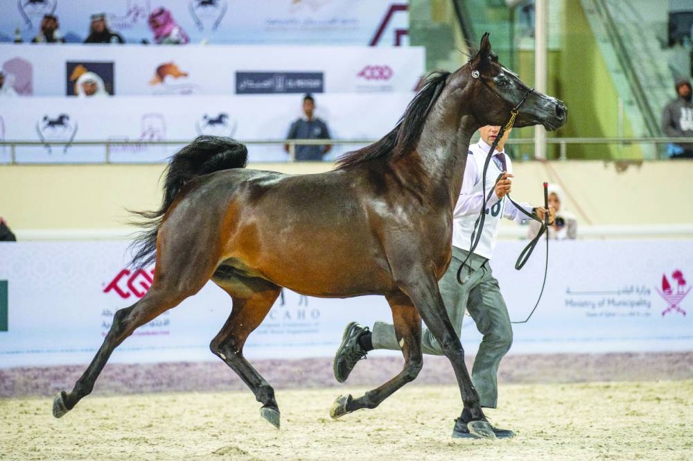 
The Start of Season Auction will be held on October 10 before the fourth Qatar Arabian Horse Breeders Cup is slated from October 24 to 26.
 