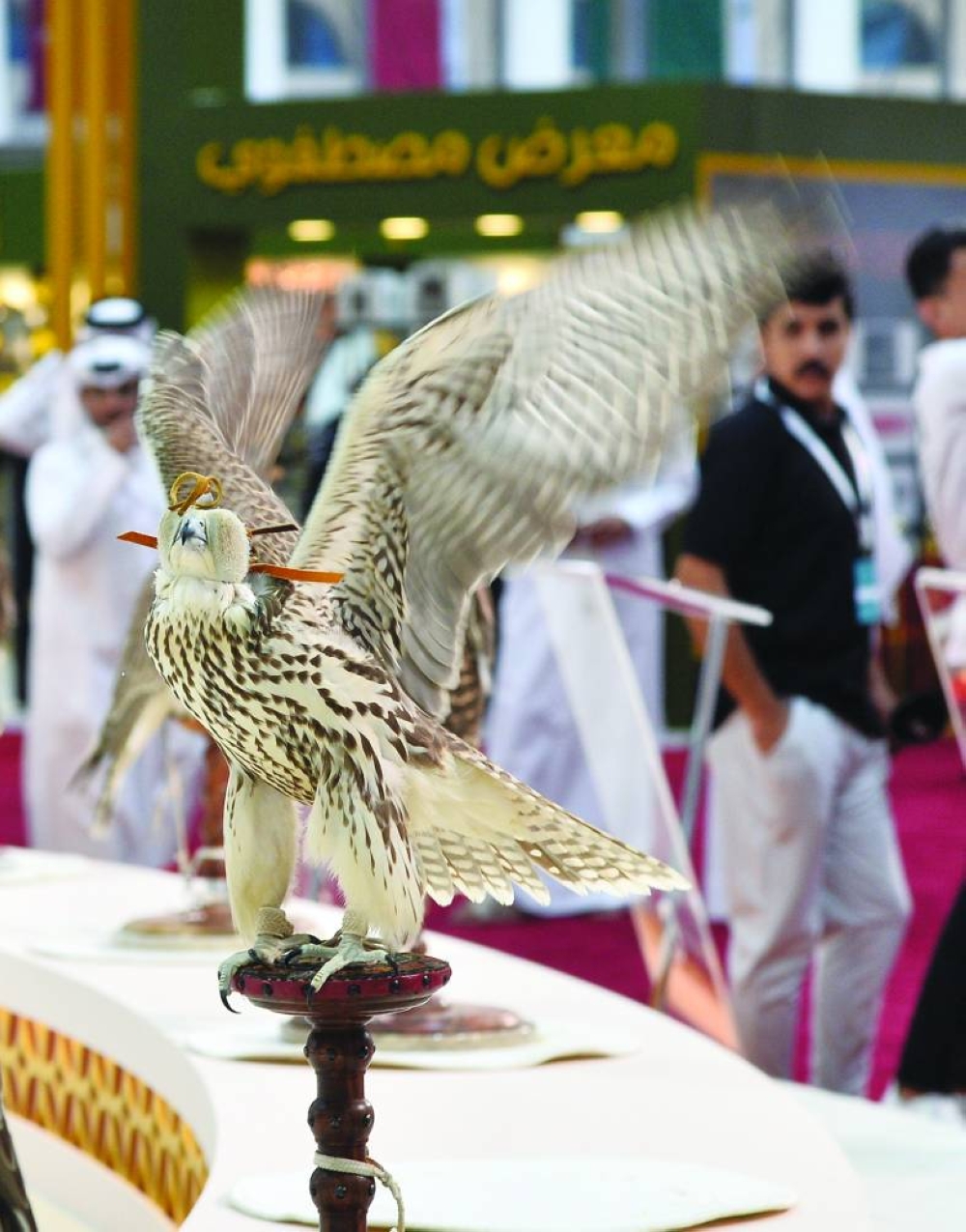 A falcon on show at S'hail 2024 flaps its wings. PICTURES: Shaji Kayamkulam and supplied