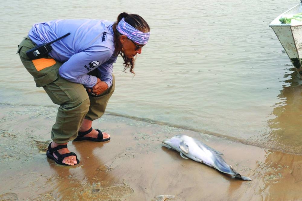 Researcher Miriam Marmontel inspects a dead baby dolphin on Lake Tefe during the worst drought on record that has lowered the water level of the rivers and lakes in the Amazon basin to historic lows. – Reuters