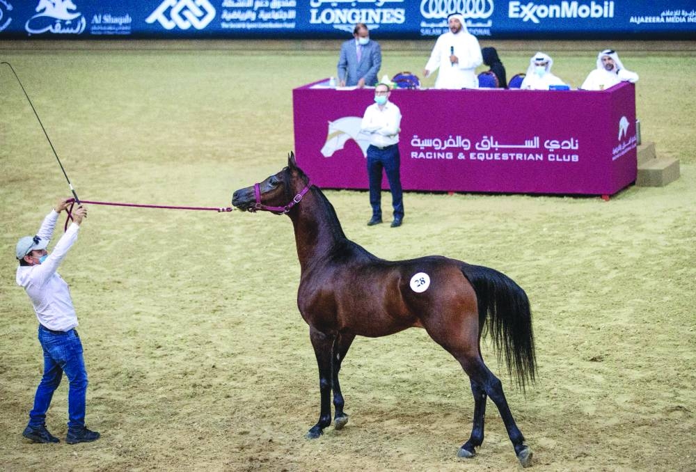 
Ninety-four horses will be exhibited for sale during the auction. 