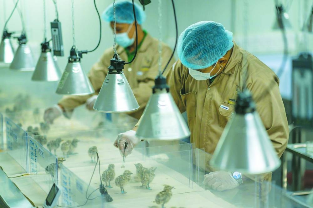 Houbara bustard chicks at the Rawdat Al-Faras breeding centre.