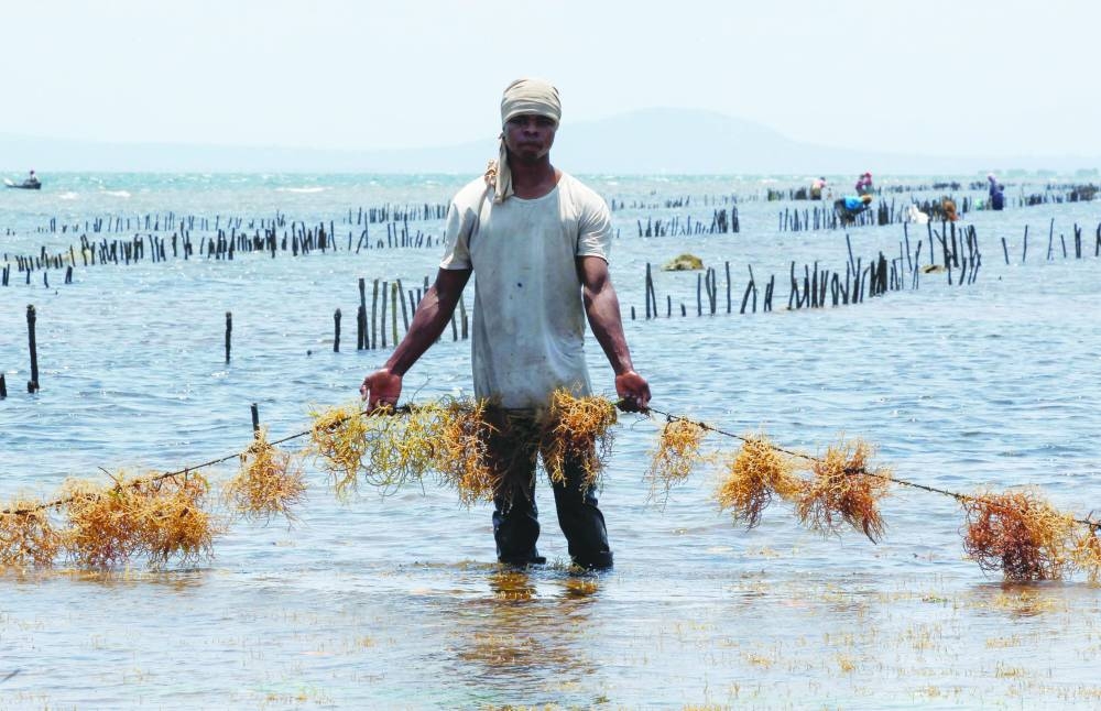 
Shaagobo Mzaa, a seaweed farmer, holds the weed cuttings tied on a rope before planting at an open beach in the Indian Ocean within the Kibuyuni village in Kwale county, Kenya. 
