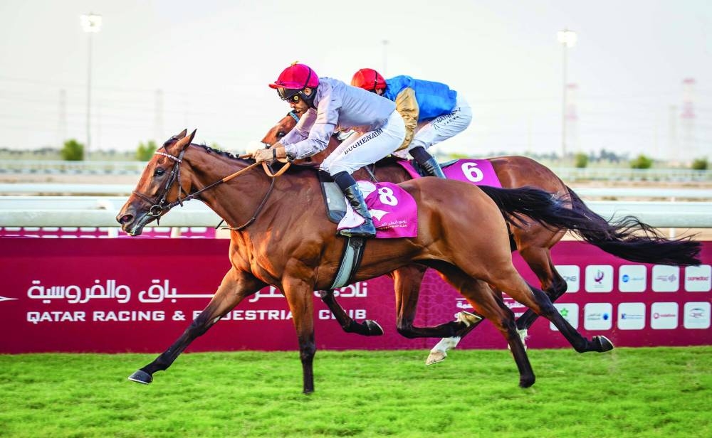 Jockey Faleh Bughanaim guided Al Shaqab Racing’s Al Dafnah to victory in the Local Thoroughbred Guineas race in Qatar Racing and Equestrian Club’s Guineas & Barzan Cups Day – Division 2 at the Al Uqda Racecourse on Saturday. PICTURE: Juhaim