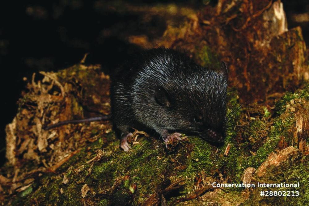 
Left: A specimen of spiny mouse (Scolomys sp.) specimen. (Reuters) 