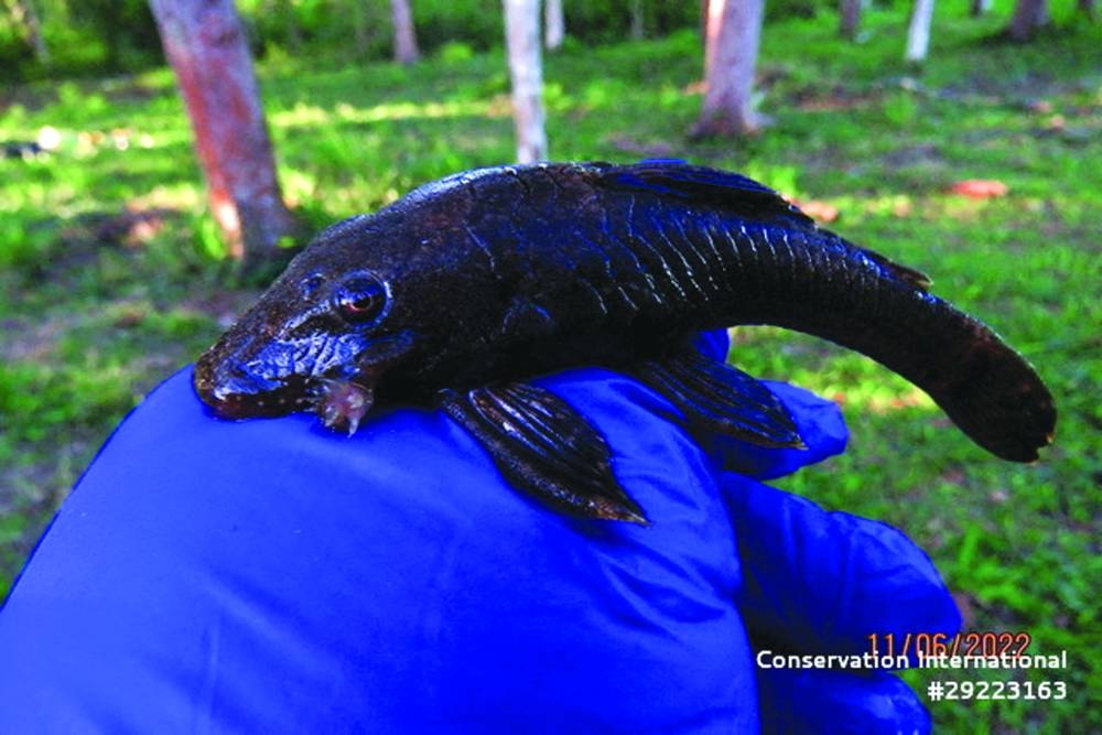 
A bristlenose catfish (Ancistrus sp.) 
specimen. (Reuters) 