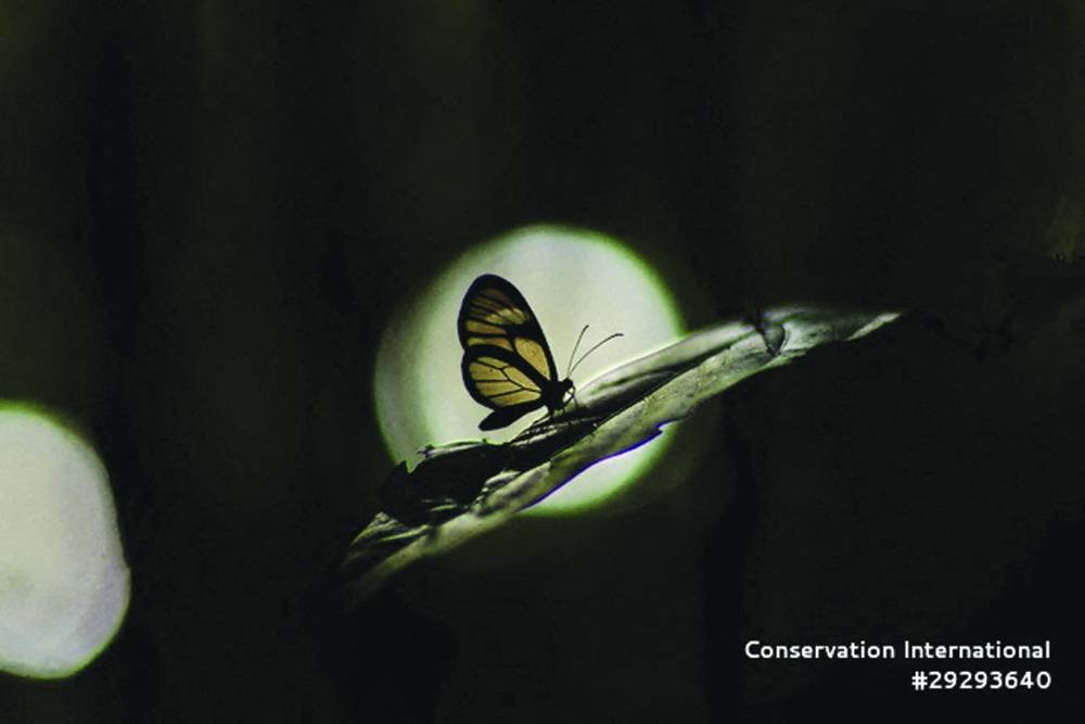 
A clearwing butterfly (Oleria sp.) 
specimen. (Reuters) 
