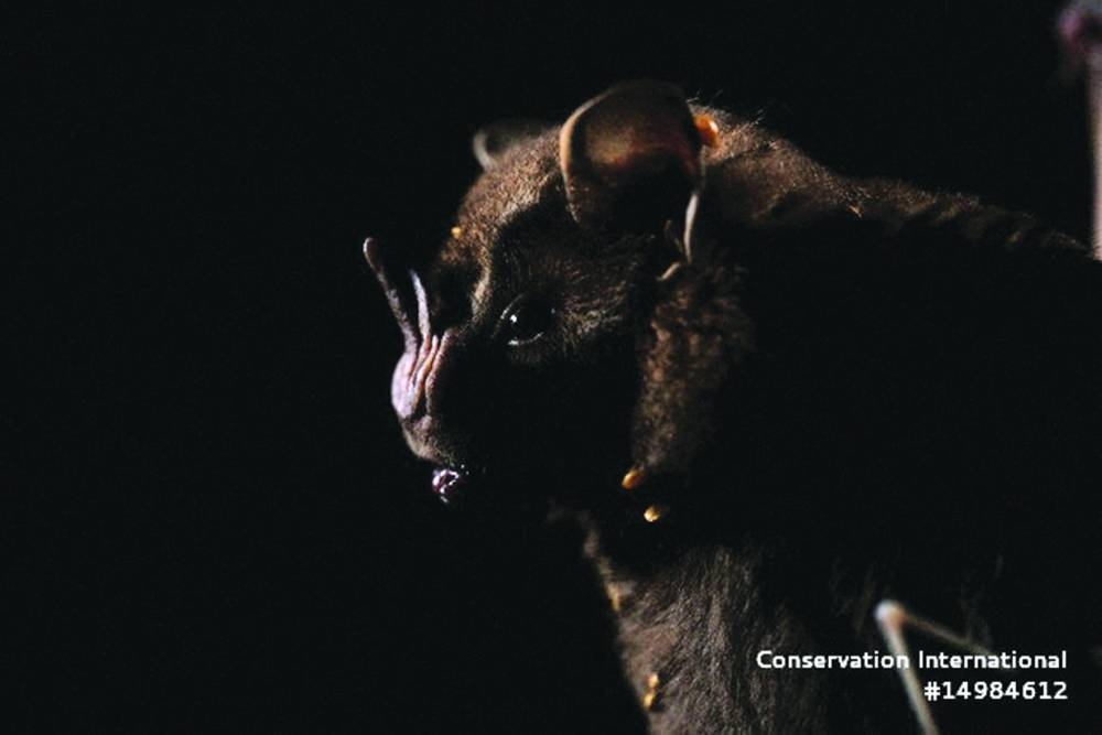 
Right: A specimen of one of the 45 bat species 
documented on the scientific expedition in the Alto Mayo landscape of Peru. (Reuters) 