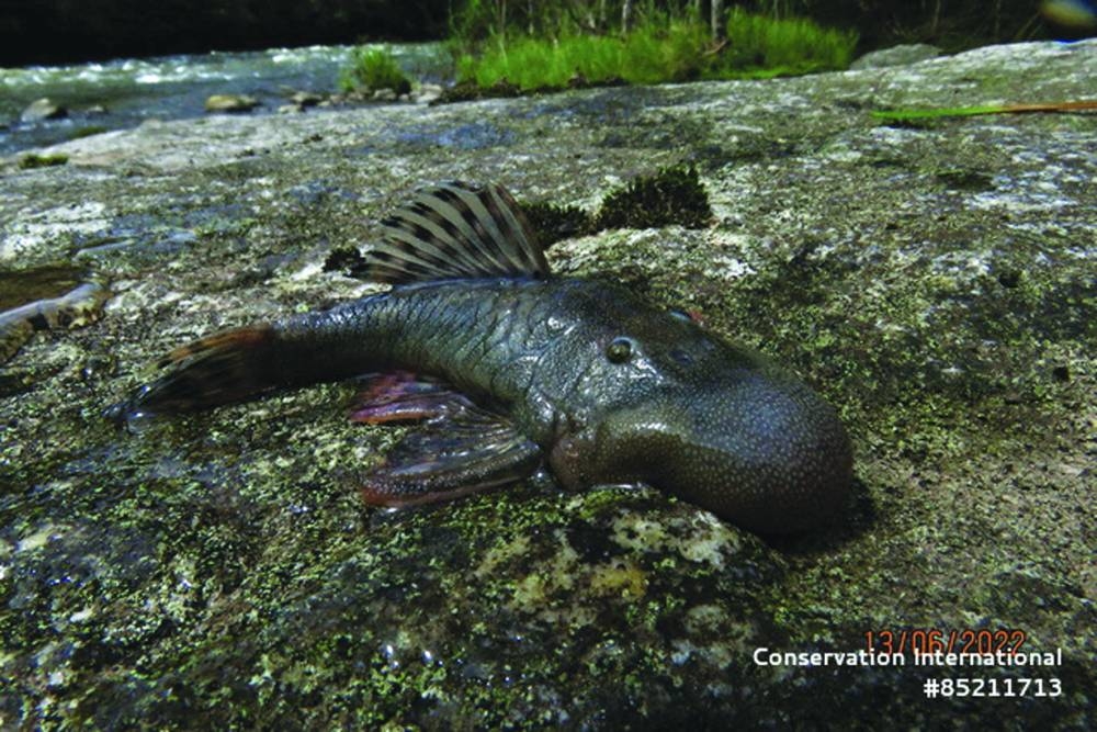 
A ‘blob-headed’ fish (Chaetostoma sp.) specimen. 
(Reuters) 