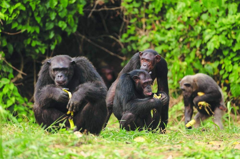 Chimpanzees eat on an island in the Douala-Edea Natural Park in Marienberg.