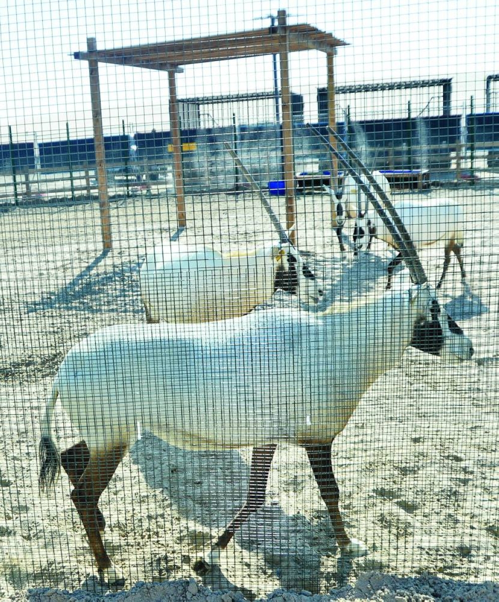 Oryx Barn at Sealine Season. PICTURES: Shaji Kayamkulam