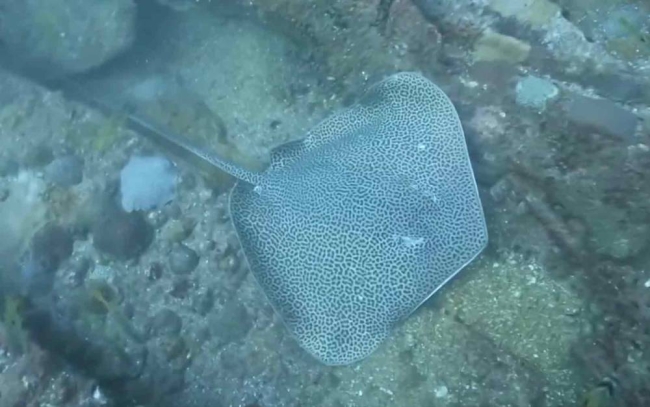 Endangered fish spotted in Qatari waters - Gulf Times