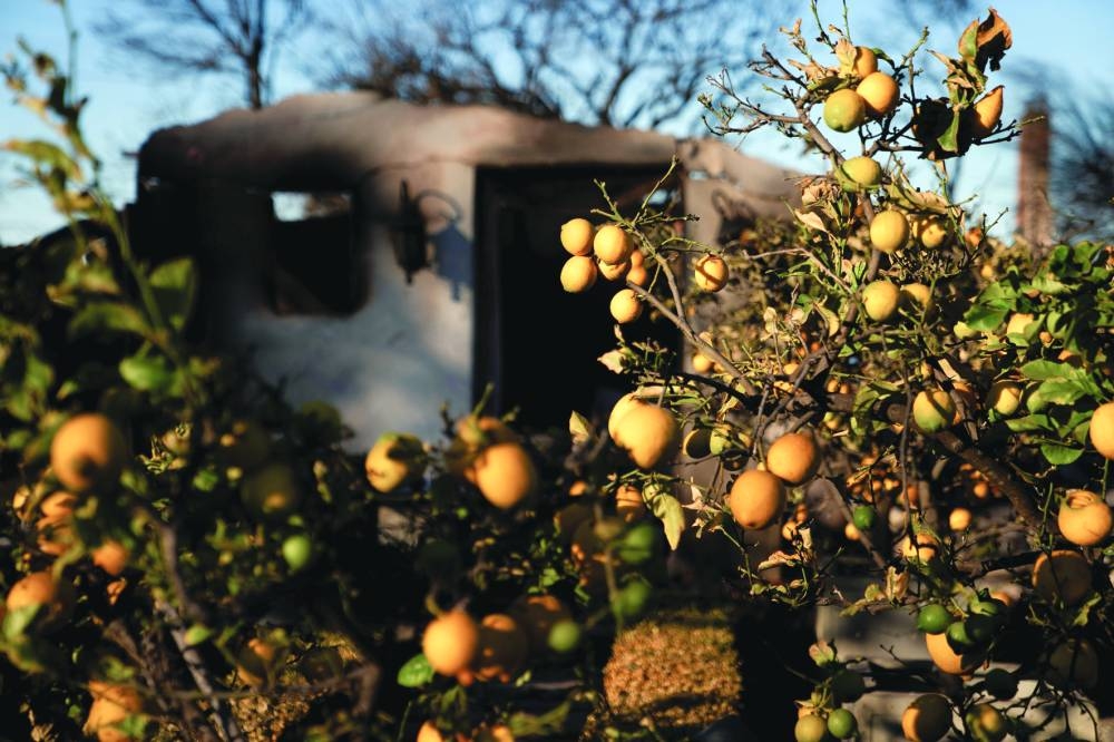 Lemons hang from trees in the yard of a home burned by the Palisades Fire, in the Pacific Palisades neighbourhood in Los Angeles. Reuters