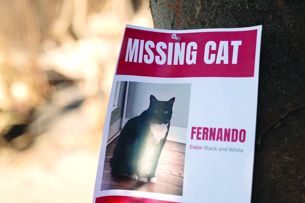 A sign for a missing cat is seen posted outside of a home burned by the Palisades Fire, in the Pacific Palisades neighbourhood in Los Angeles. Reuters
