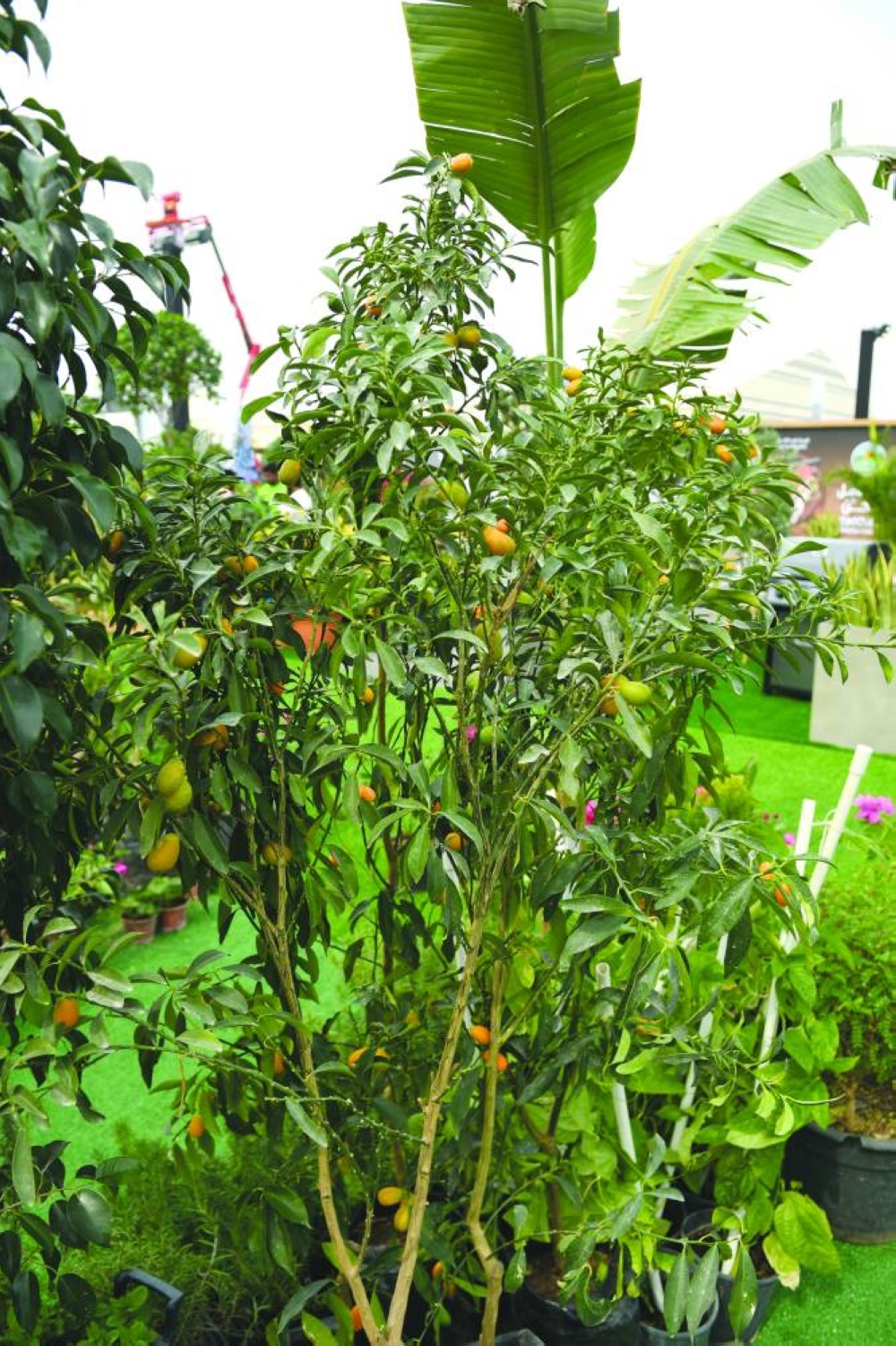 AgriteQ 2025 concludes Saturday at Katara – the Cultural Village. PICTURES: Shemeer Rasheed