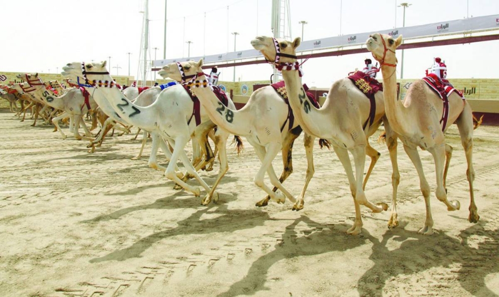 The opening day will be hosted at the Al Shahaniya Camel Racetrack, with 19 races covering 4 kilometers.
