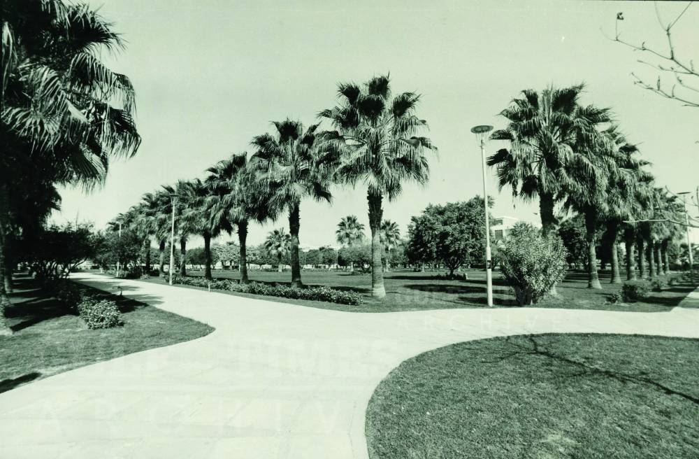 Washingtonia Filifera palms at Doha Public Park in 1984. PICTURE: Gulf Times archives.