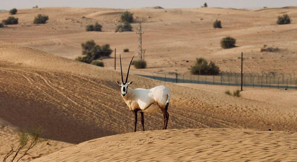 The Arabian Oryx