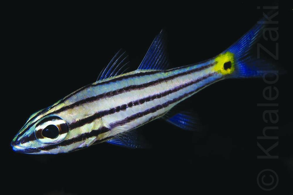 Qatar is home to an array of marine life.