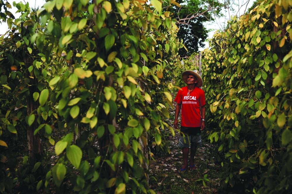 
Paulo da Silva Bezerra, 62, a subsistence farmer stands in his fields near dried out leaves and fruit, after talking about how plants are suffering by the expansion of soy in the region that was once a humid, lush forest with abundant rain, in Santarem, Para state. (Reuters) 
