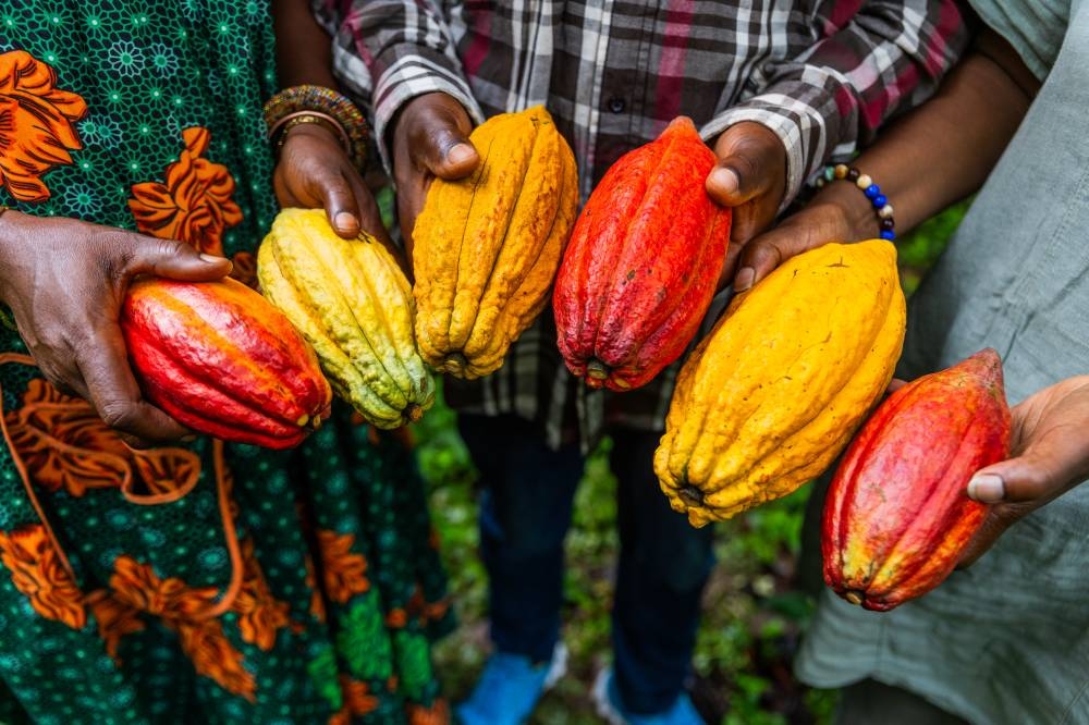 Closeup of harvesters hands showing yellow and red cocoa pods just picked.
