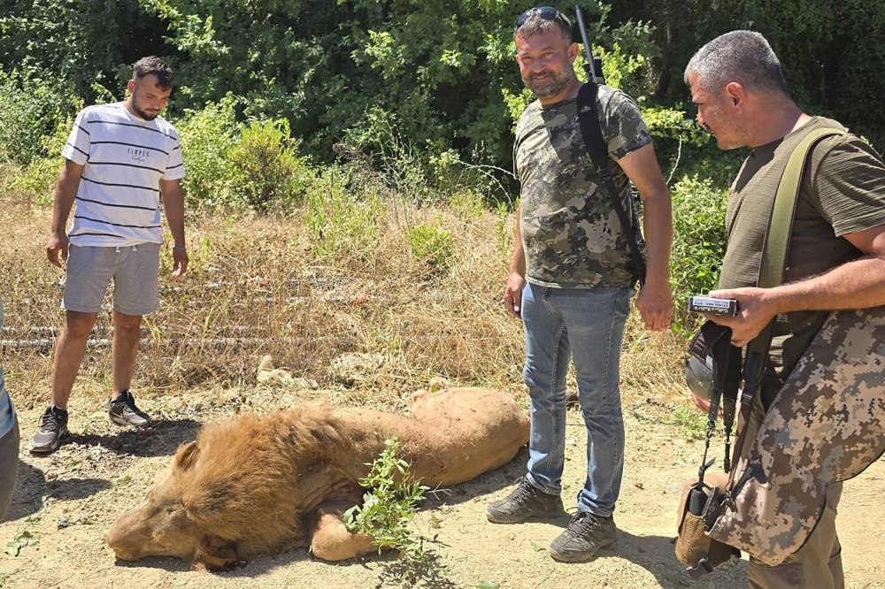 A lion that was shot dead after escaping from an animal theme park in Antalya. AFP /DHA