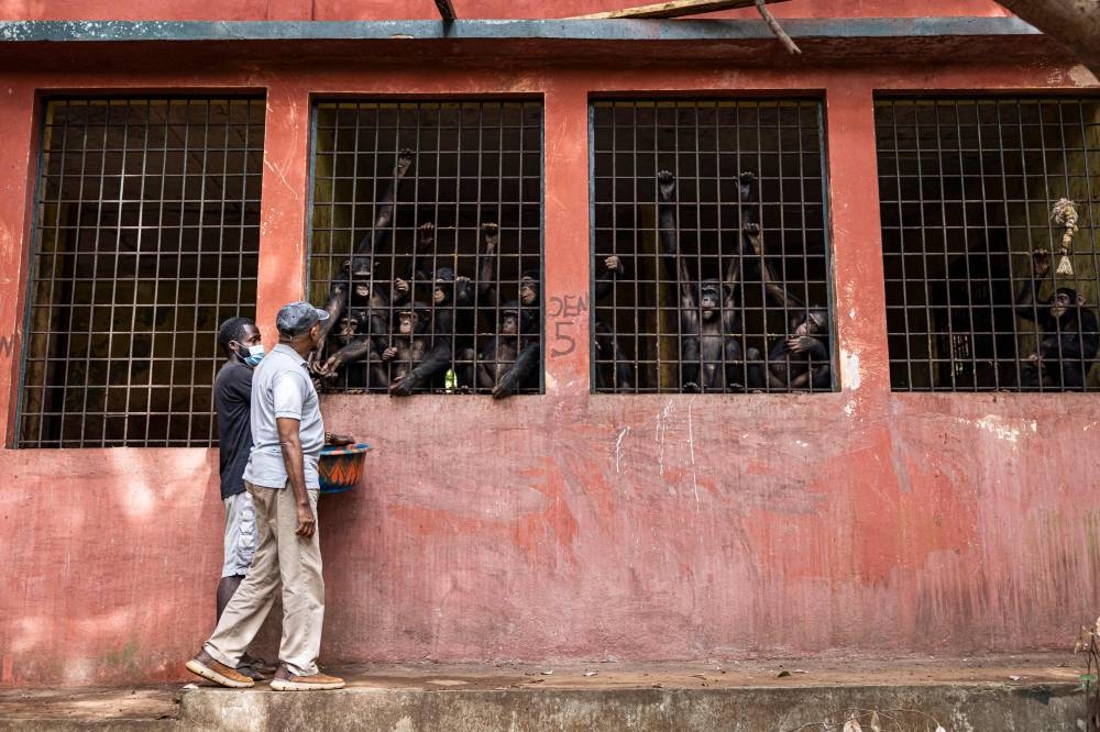 (FILES) Founder and director Bala Amarasekaran (R) visits the chimpanzee enclosures with a caretaker during feeding time at the Tacugama Chimpanzee Sanctuary in Freetown, on April 24, 2025. The chimps are not just Amarasekaran's calling but also his family: Since 1995 he has fought for them, nurtured them and preserved their oasis against an onslaught of dangers. In the face of armed rebel attacks during the country's civil war, mass deforestation and even the Ebola epidemic, he has ensured the chimps' safety. Tacugama Sanctuary has become the country's leading ecotourism destination over the decades and a model for environmental conservation in West Africa. (Photo by PATRICK MEINHARDT / AFP)