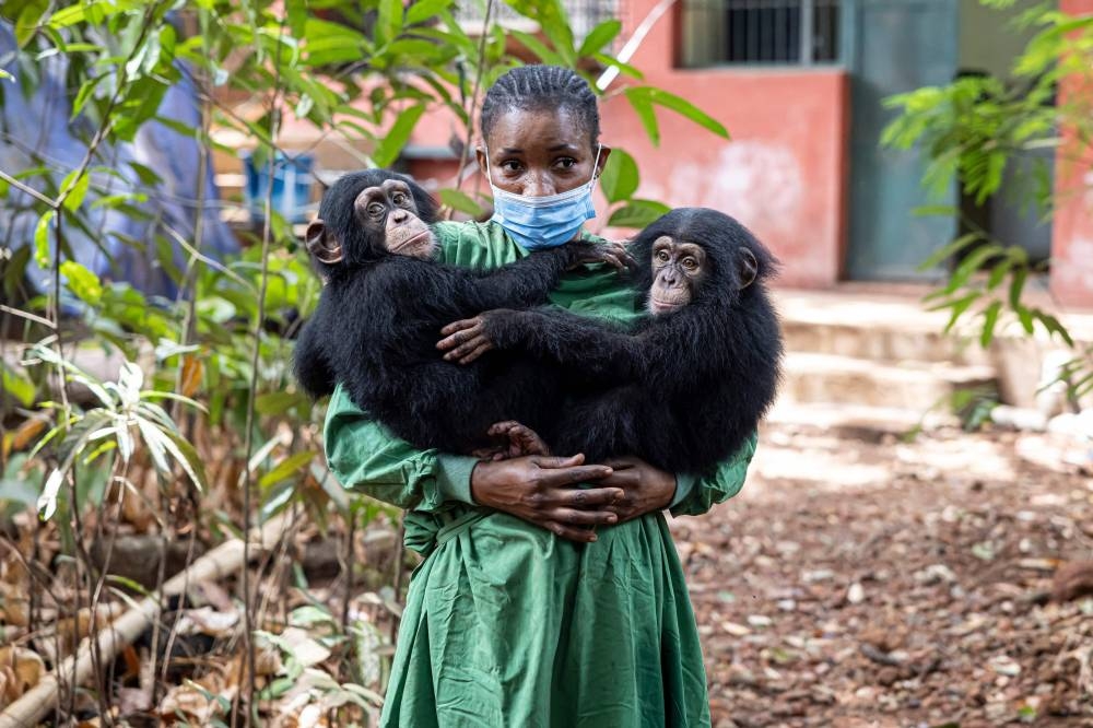 File photo shows caretaker Hawa Kamara holding rescued chimpanzees Esther (left) and Rio (right) at the Tacugama Chimpanzee Sanctuary in Freetown.