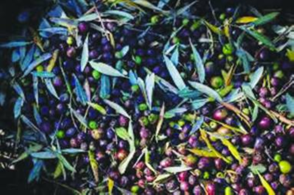 
Nature-related risks have affected olive oil production in Greece. 