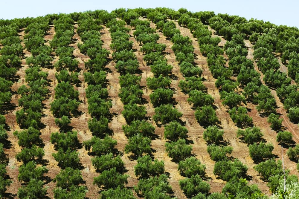
Olive fields are seen in Montefrio, near Granada, Spain. 